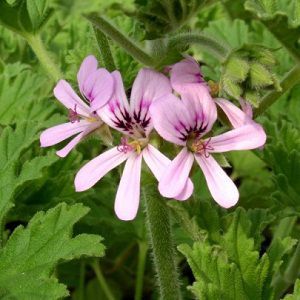 Geranium Oil