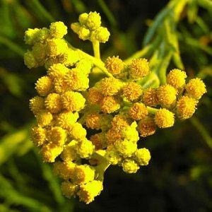 Helichrysum Oil