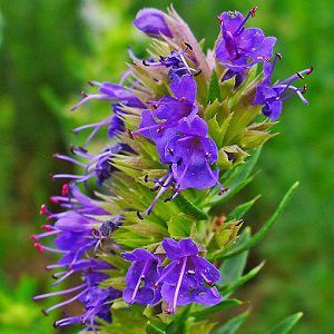 Hyssop Oil