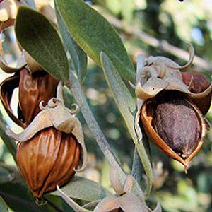 Jojoba Oil