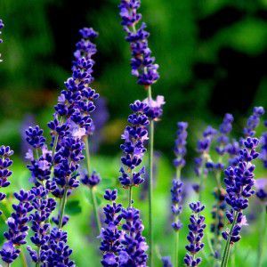 Lavender Oil