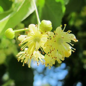 Linden Blossom Oil