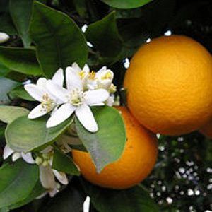 Neroli Oil