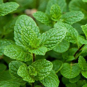 Spearmint Oil