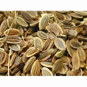 Dill Seed Oil