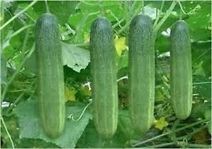 Fresh Cucumber