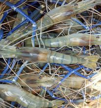 scampi shrimp seafood