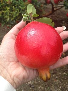 Super Bhagwa Pomegranate