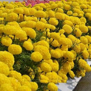 Marigold Yellow Seeds