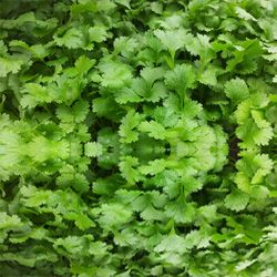 Dehydrated Coriander