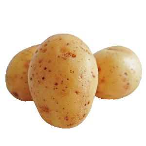 Potato