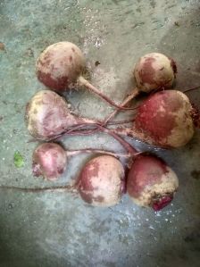 Hybrid Beetroot