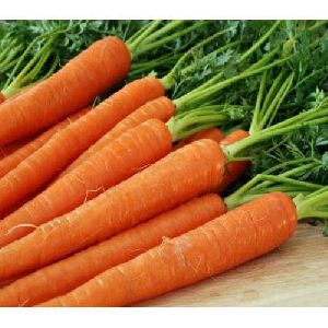 Fresh Carrot