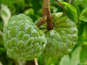 Fresh Custard Apple