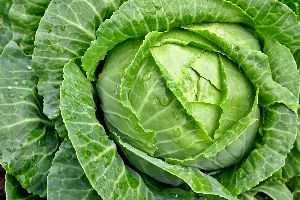 Fresh Cabbage