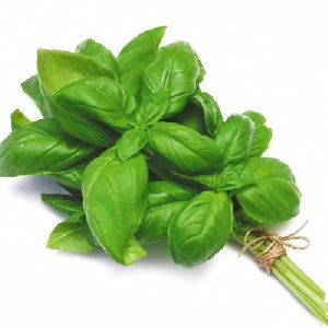 Basil