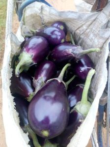 Brinjal