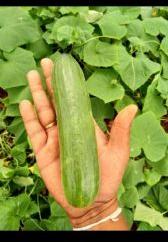 european cucumber