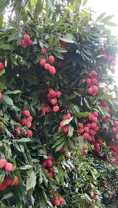 Litchi