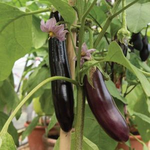 Black Brinjal Seeds