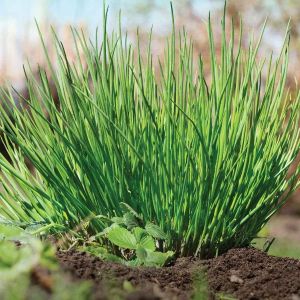 chives seeds