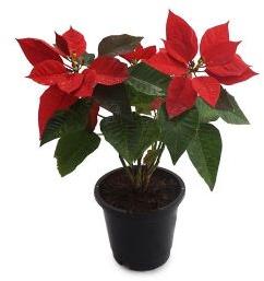 poinsettia plant