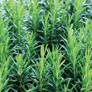 Rosemary Seeds