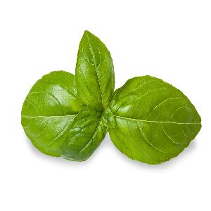 Pure Basil essential oil