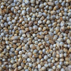 Pearl Millet Seeds