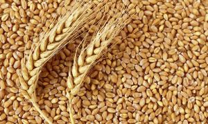 Wheat Seeds