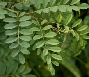 indigo leaves