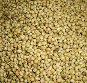 Coriander Seeds