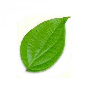 Natural Betel Leaves