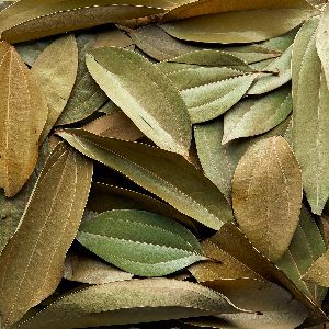 Cinnamon Leaves