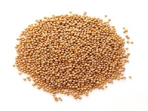 Yellow Mustard Seeds