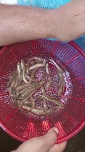 Murrel fish seed