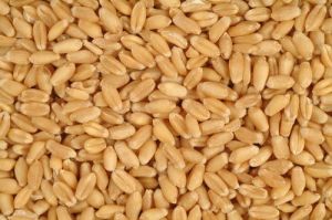 Sujata Wheat Seeds