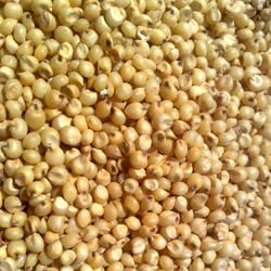 Yellow sorghum seeds