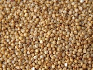 Jowar Millet Seeds