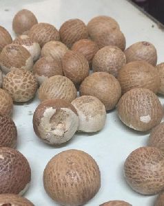 Dried Betel Nuts