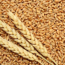 High Quality Wheat Seeds