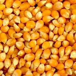 Raw Yellow Corn