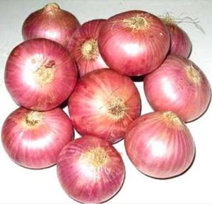 Fresh Red Onion