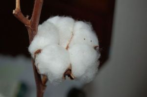 Organic Raw Cotton