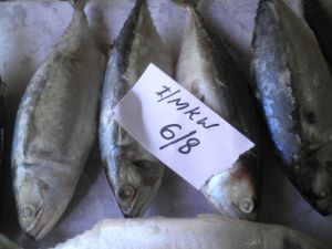 Frozen Mackerel Fish