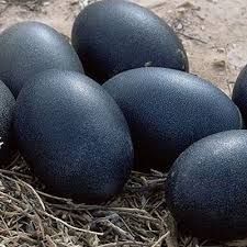 Kadaknath Chicken Eggs