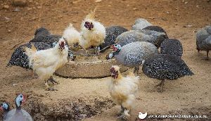 Live Guinea Fowl Chicken
