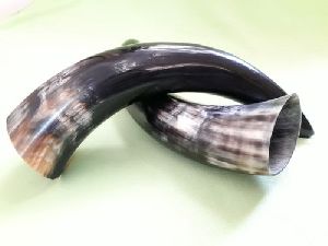 Buffalo Drinking Horn