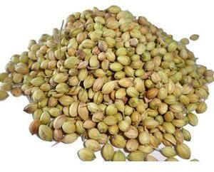 Green Coriander Seeds