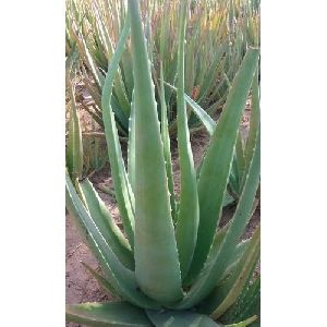 Organic Aloe Vera Plant
